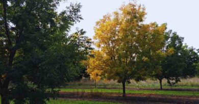 Pecán, Cultivo, Planta, Árbol