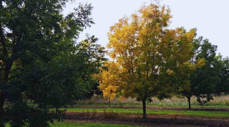 Pecán, Cultivo, Planta, Árbol