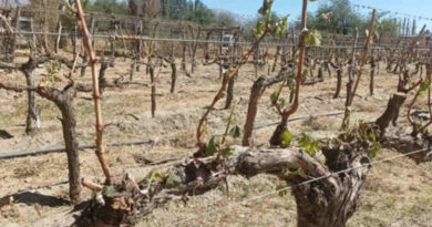 Salta, Emergencia Agropecuaria