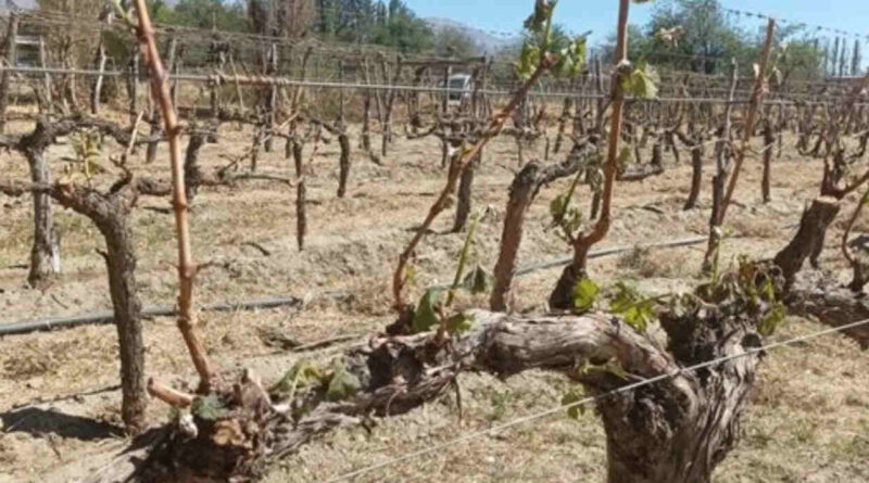 Salta, Emergencia Agropecuaria