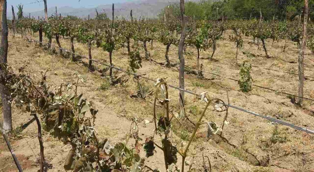 Salta, Emergencia Agropecuaria