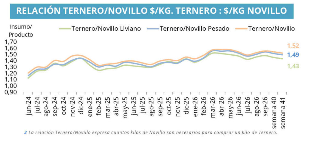 Ternero, Novillo