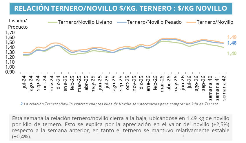 Ternero, Novillo
