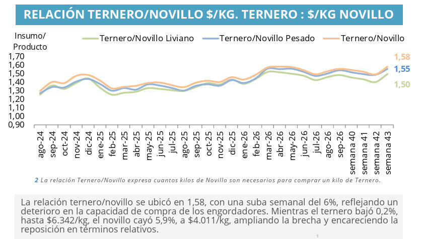 Ternero, Novillo