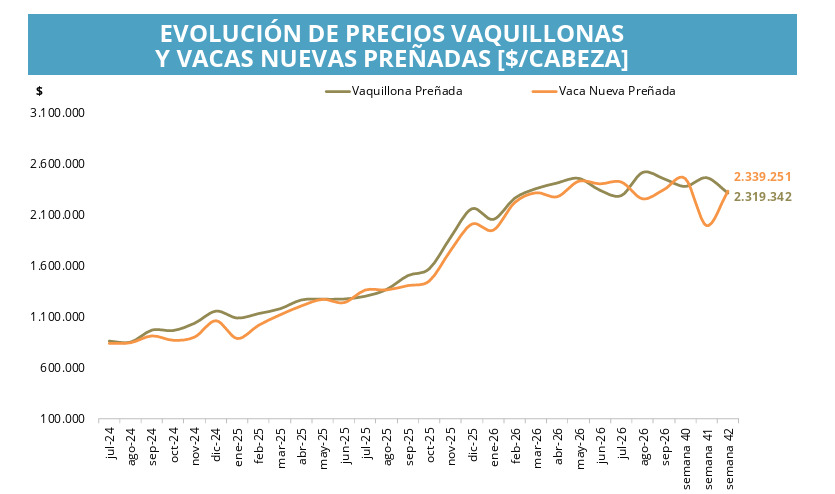 Vacas, Vaquillonas