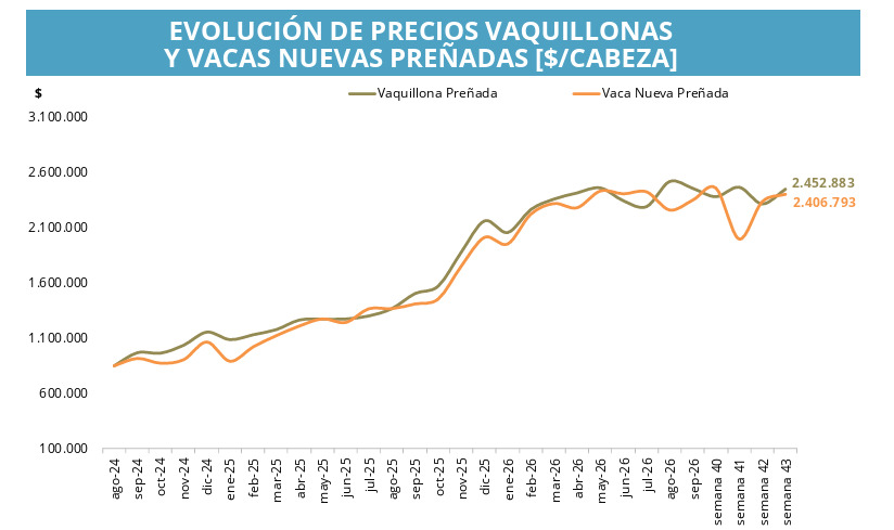 Vaquillonas, Vacas