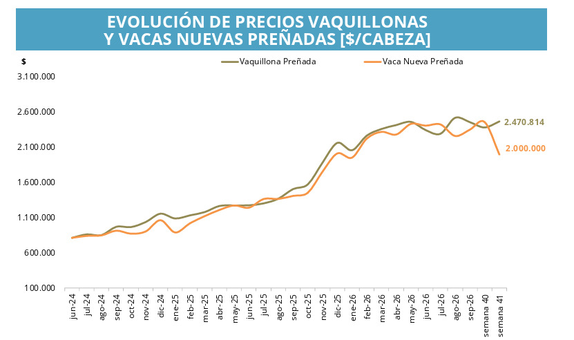 Cría, Vaquillonas, Vacas